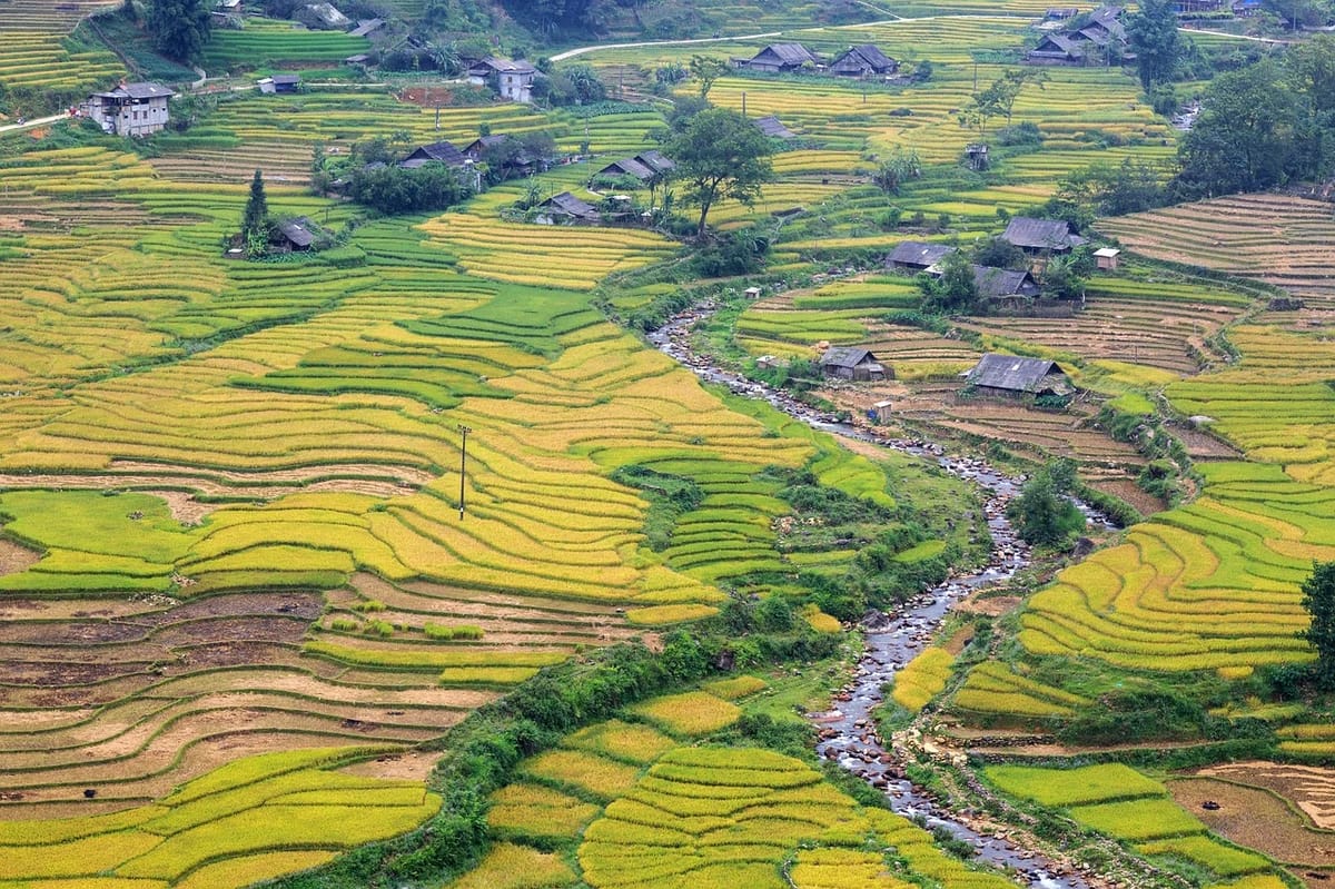 Rice Terraces