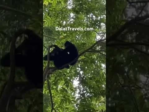 Wild Gibbons Trek at Cat Tien National Park