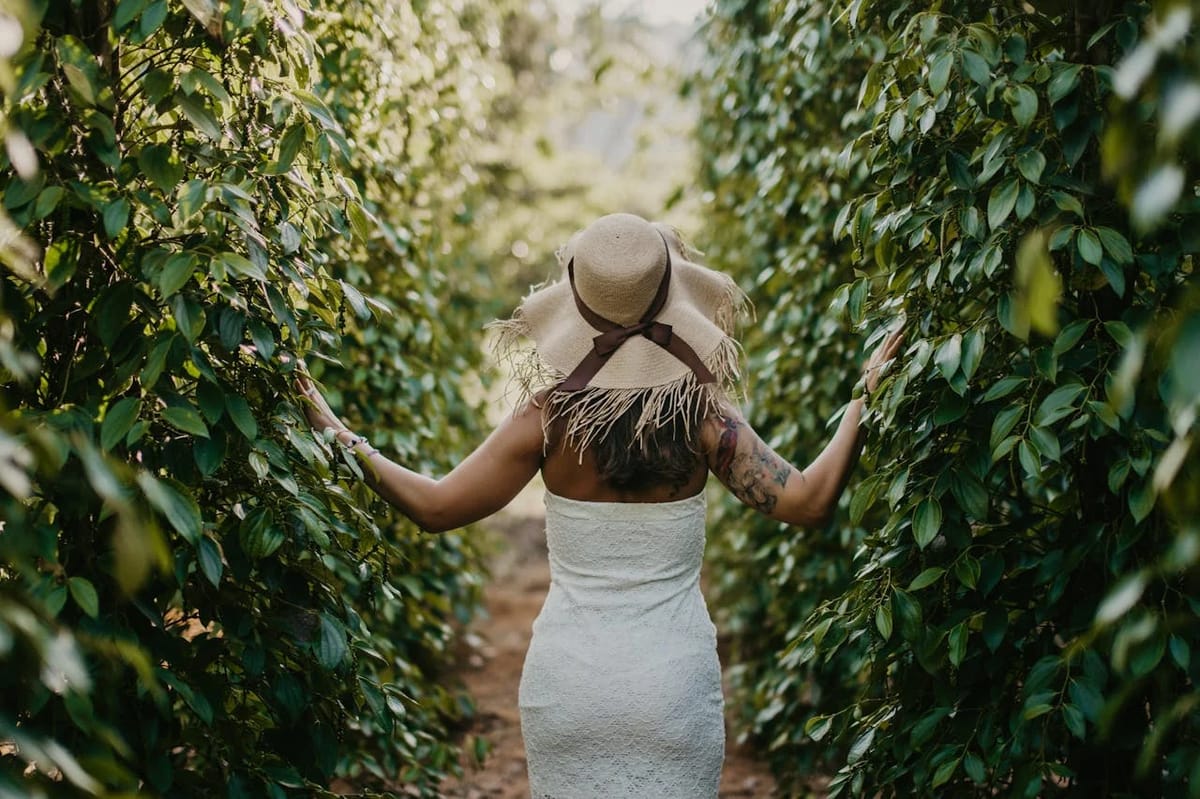Pepper Plantations