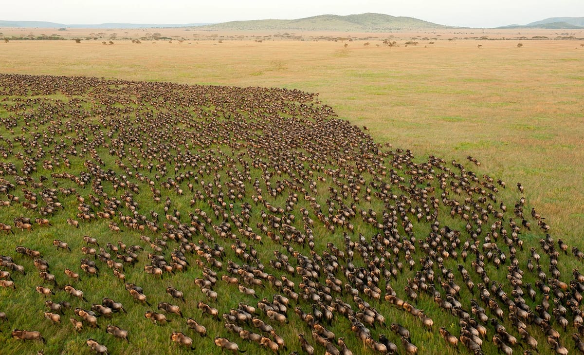 Tanzánie a Zanzibar – Serengeti jeep safari s českým průvodcem