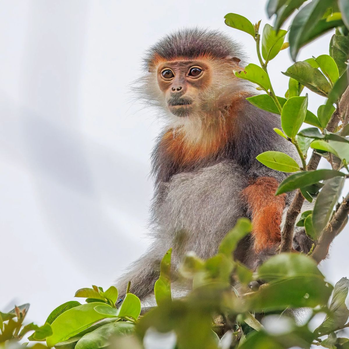 Protecting Vietnam's rare langurs