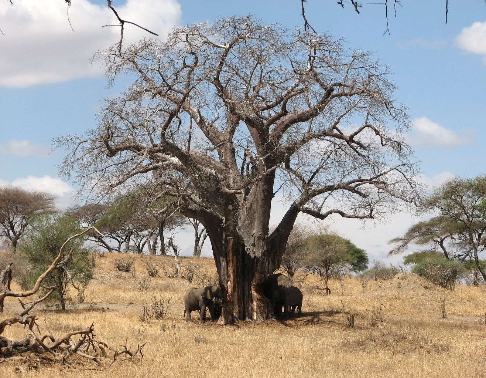 Tanzánie a Zanzibar – Serengeti jeep safari s českým průvodcem – fotografie 1