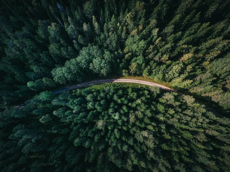 Road winding through lush foliage