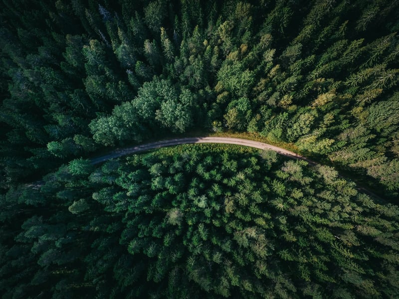 Forest-bordered tree-lined road